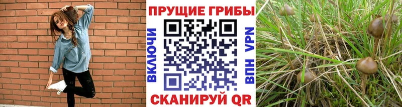 блэк спрут вход  Подольск  Галлюциногенные грибы мухоморы 
